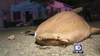 Six-Foot Nurse Shark Found On Miami Street